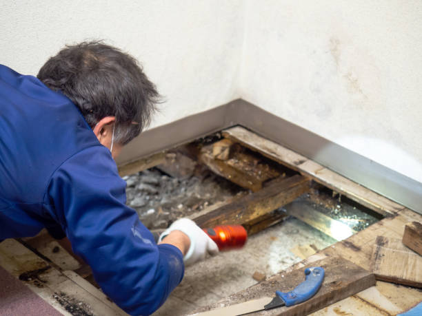 Best Industrial Mold Remediation in Niagara, WI