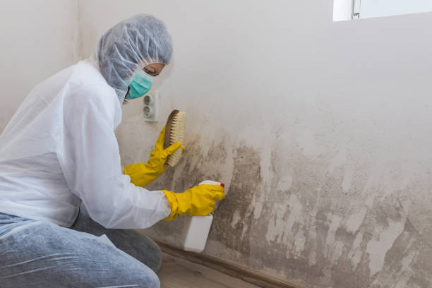 Best Post-Flood Mold Remediation in Niagara, WI