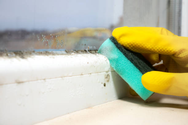 Best DIY Mold Remediation Support Services in Niagara, WI